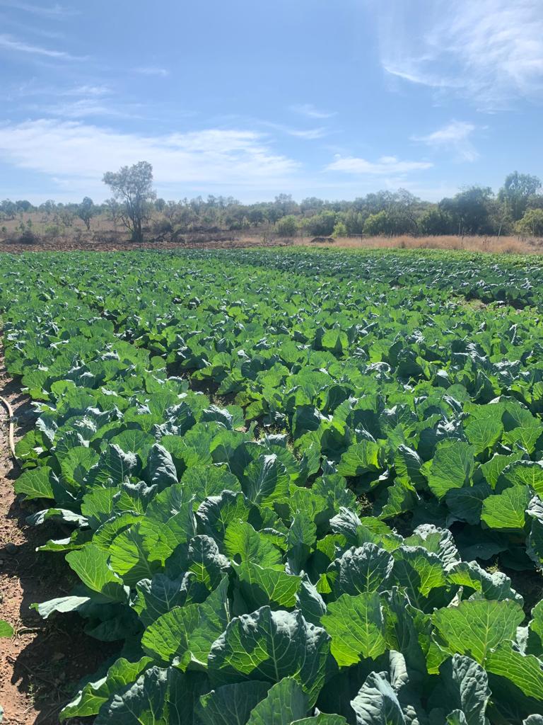 Manale Farming Operations
